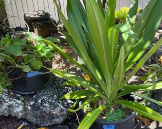 FTH374 - Two Large Potted Plants ( Pot / Pots / Garden )