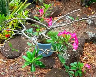 FTH329 - Bonsai 100 Year Old Desert Rose Plant ( Plants / Pot )