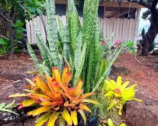 FTH338 - Very Large Potted Plant Ecosystem ( Plants / Garden)