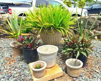FTH325 - Bundle of Concrete Pot Potted Plants ( Plant / Pot )