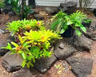 FTH328 - Pair of Large Potted Plants Bundle ( Plant / Pot )