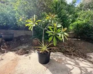 FTH390 - Large Plumeria + Pineapple Combo Bundle ( Plants / Pot / Garden )