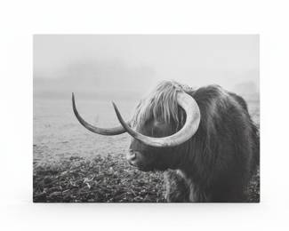 Highland Cow Canvas Wall Art