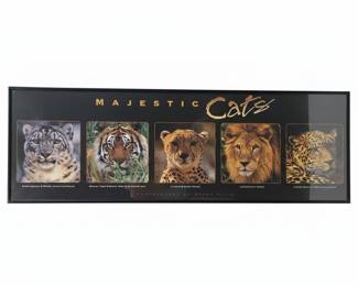 Majestic Cats Framed Poster by Gerry Ellis