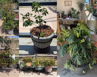 Plants