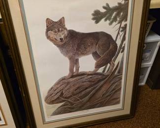 lithograph titled "Timber Wolf" by American wildlife artist John A. Ruthven