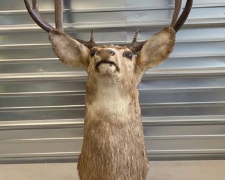 Taxidermy Mule Deer