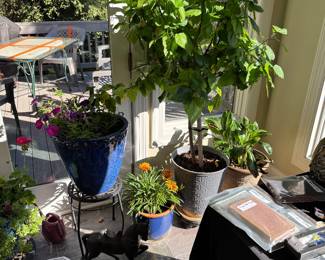 Silk Tree, Potted Greens 