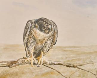 Kermit Oliver, Peregrine Falcon - LOT 287