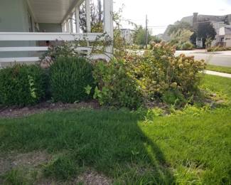 Shrubs & roses