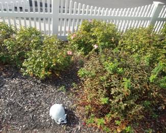 Rose bushes