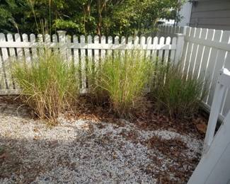 Grasses