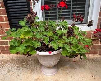 Geranium Plant in Urn-Style Planter