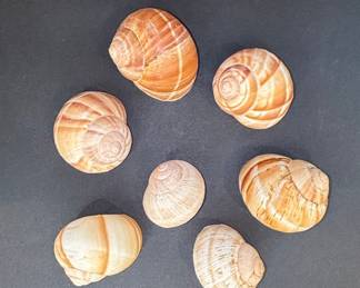 Escargot Snail Shells