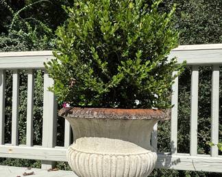 Cast Stone Fluted Urn Planter with Boxwood