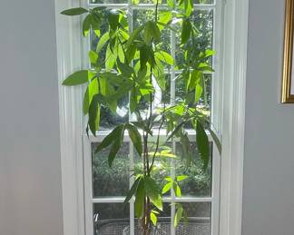 Pachira Aquatica Money Tree