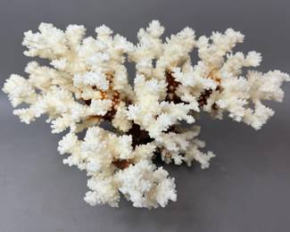NATURAL BROWN STEM BRANCHING CORAL SPECIMEN