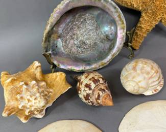 SEASHELLS STARFISH SAND DOLLARS ABALONE CONCH