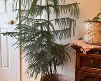 Large Pine Plants