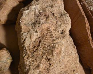 fossil