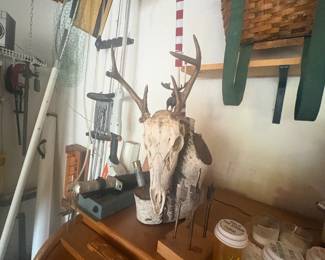 . . . European deer mount
