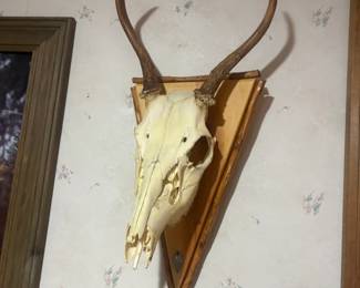 . . . another European mount