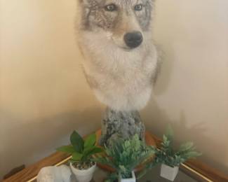 . . . coyote mount
