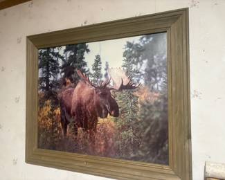 . . . moose photo