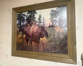 . . . moose photo