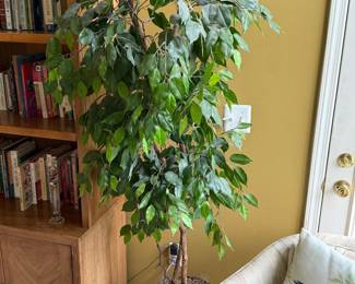Ficus tree