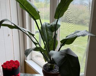 Plant