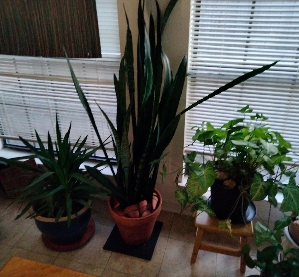 Large Potted Plants