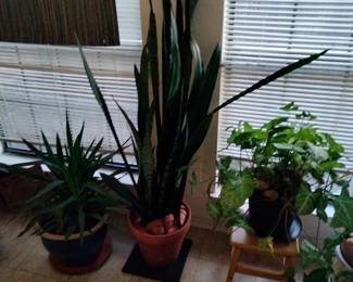 Large Potted Plants