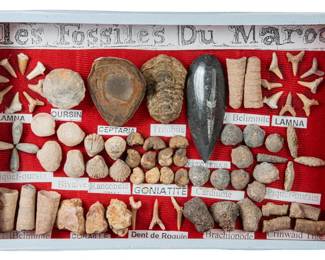  French Educational Fossil Collection Display Featuring Trilobite, Orthoceras, Shark Teeth & Marine Fossils