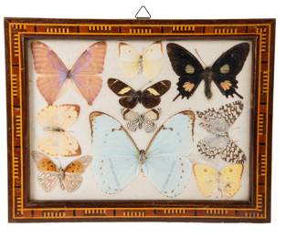  Vintage Framed Collection Of 10 Mounted Butterflies In Decorative Marquetry (inlaid Wood) Wood Frame