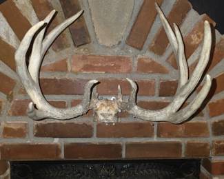 10 Point Whitetail Rack