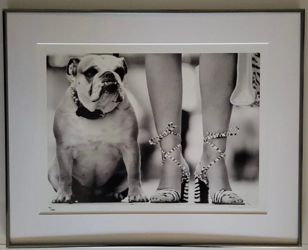 Photograph Of English Bulldog Sitting Next To The Patterned, Lace-up High-heeled Shoes And Legs