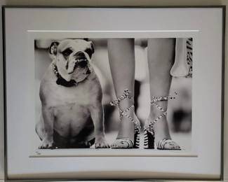 Photograph Of English Bulldog Sitting Next To The Patterned, Lace-up High-heeled Shoes And Legs