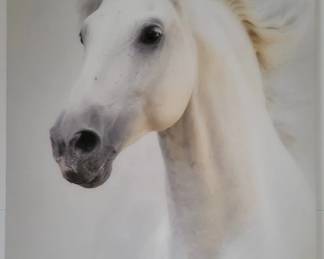 Printed In Acrylic Of Majestic White Horse