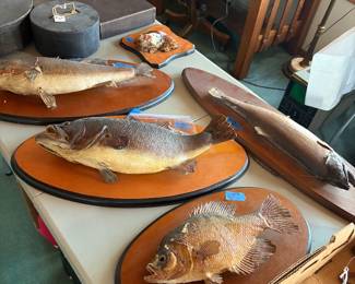 Taxidermy fish mounts