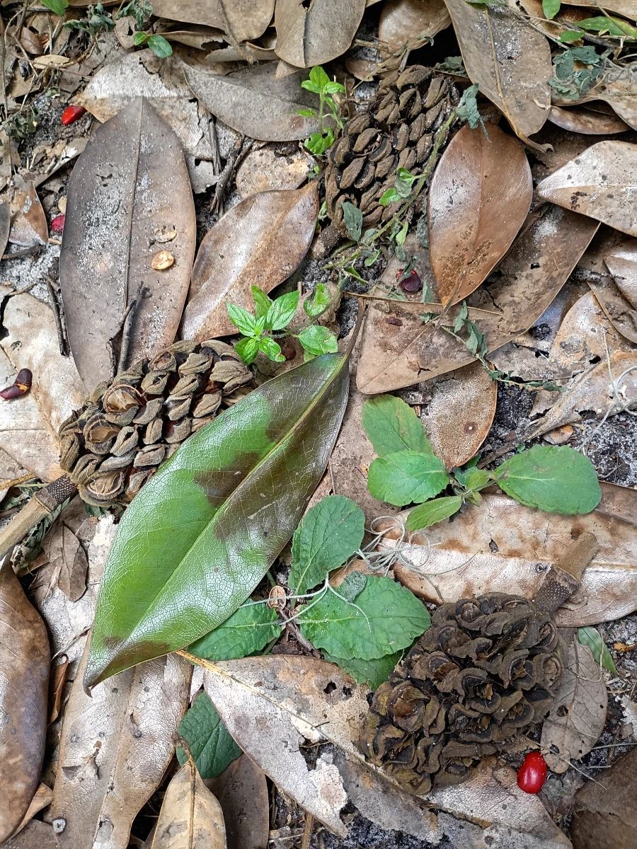 Magnolia Seed Pods in the backyard