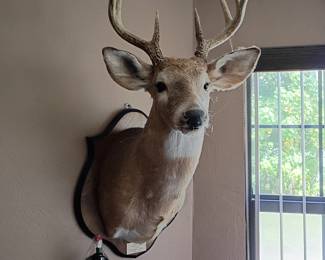 Yes the mounts are for sale. Nice 8 point