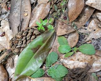 Magnolia Seed Pods in the backyard