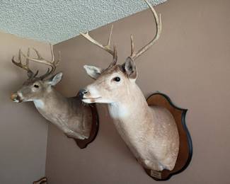 Yes they are for sale. Nice 8 point (far)