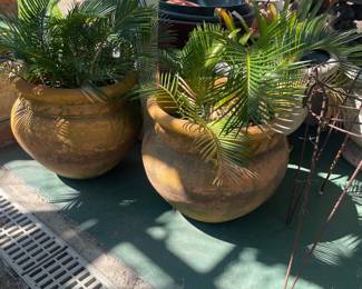 Sago palms in clay pots