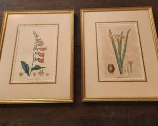 vintage botanical framed prints