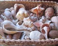 Sea shell collection
