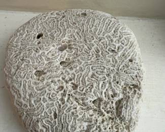 5 6 Natural Brain Coral Specimen