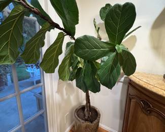Indoor plants
