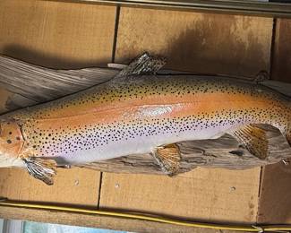 Taxidermy Rainbow Trout Mount